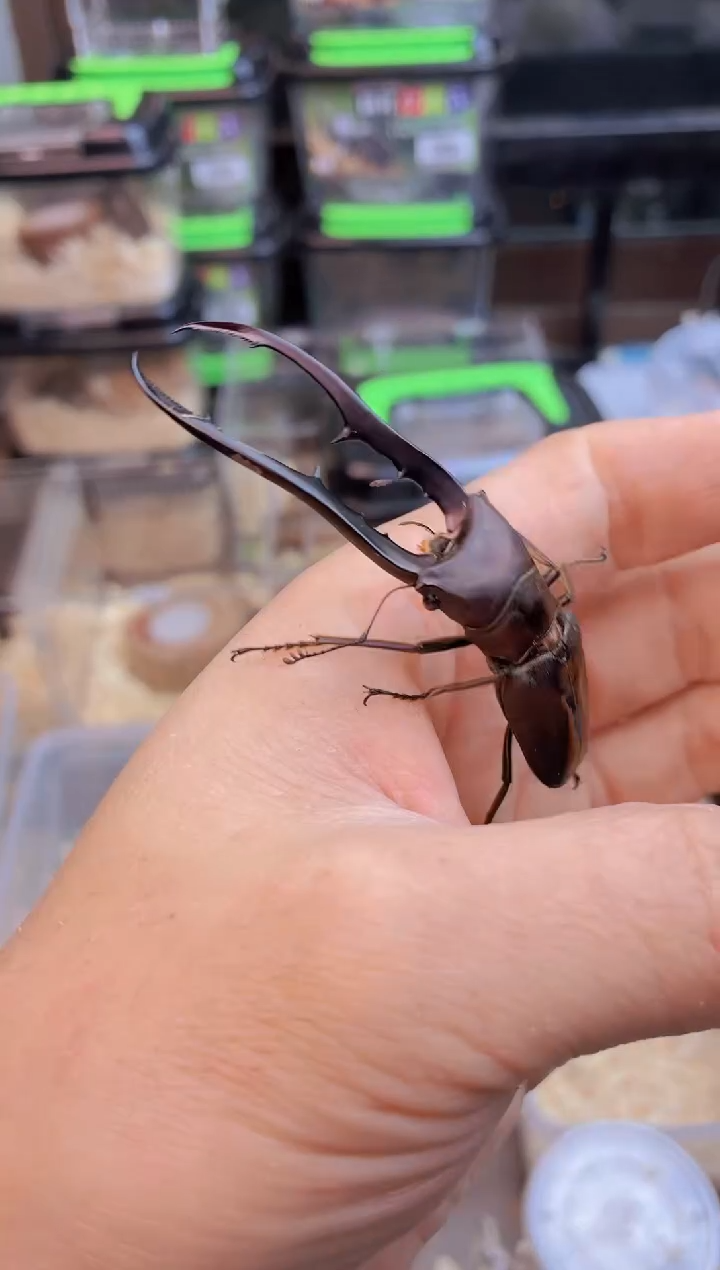 美他锹甲成虫公一只