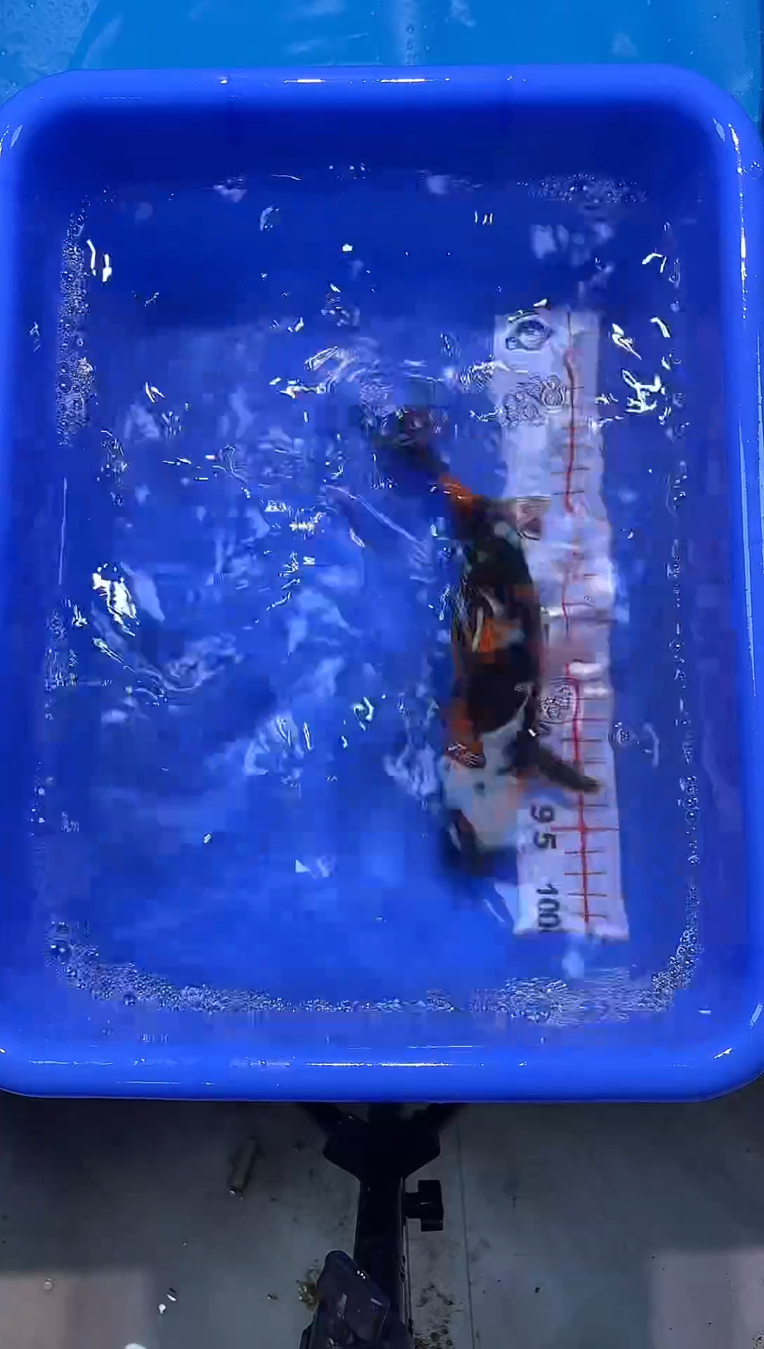 锦鲤2026-1-3汇鼎锦鲤----57