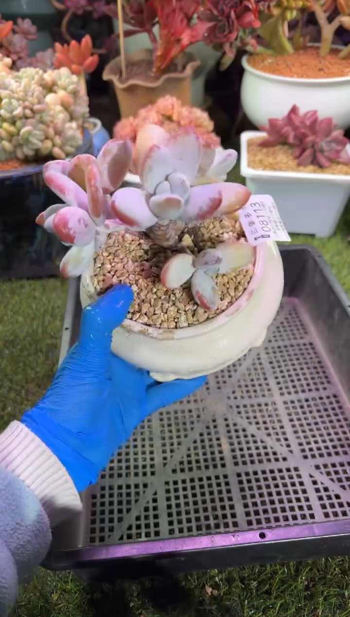 【闪购商品】08113