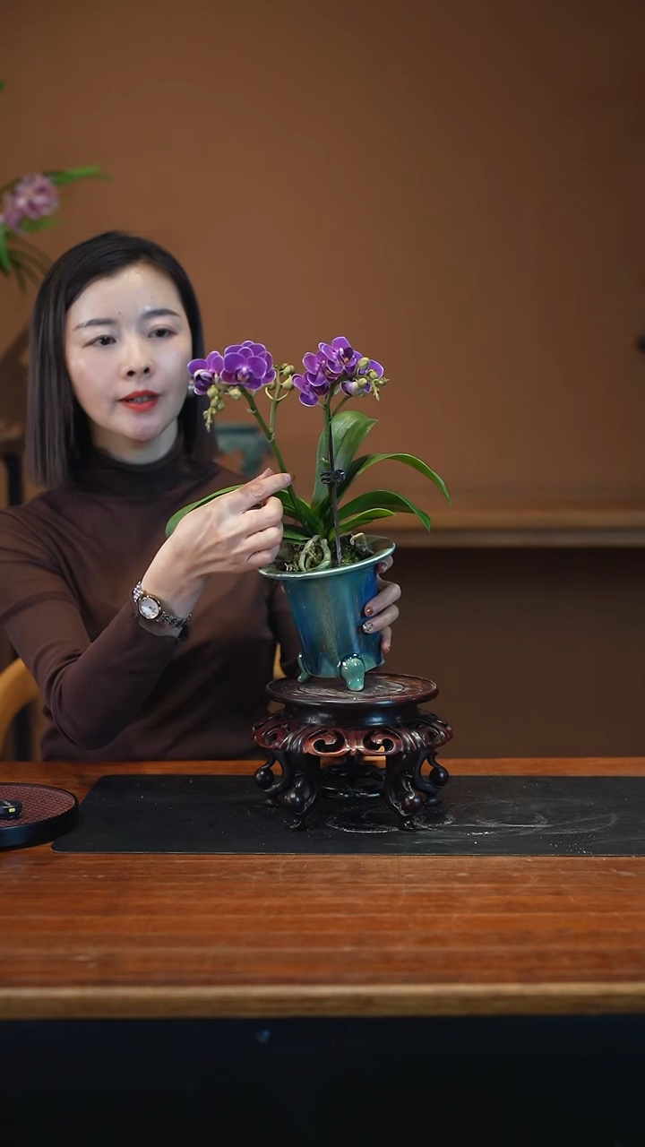 全部花朵蝴蝶兰渐变盆景盆景盆景