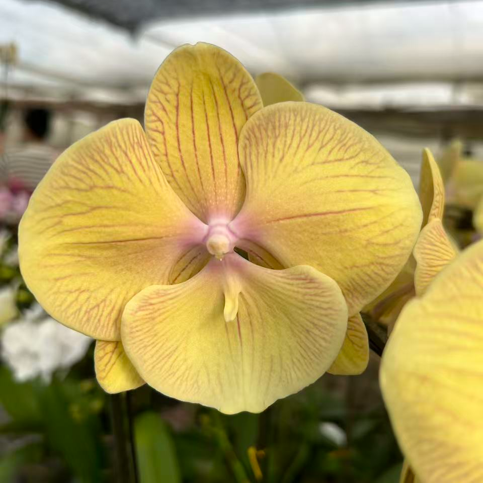 蝴蝶兰 黄金满堂 带花带花苞