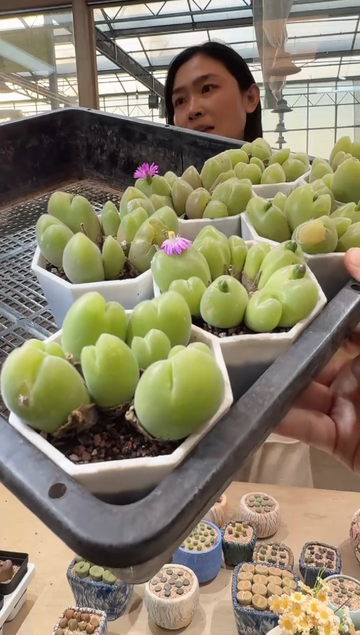 23多肉植物肉锥毛翠滴一颗