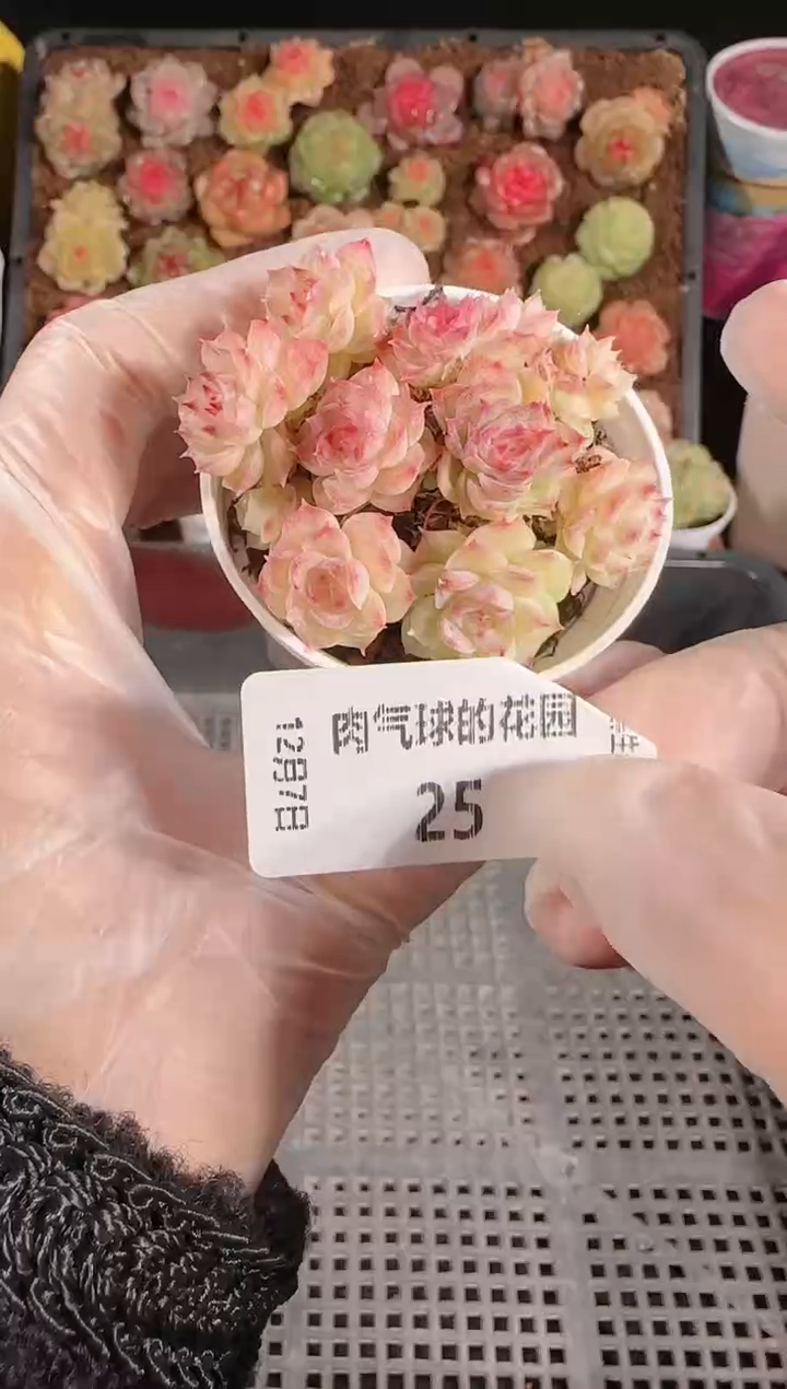 1207-25多肉群生不包整