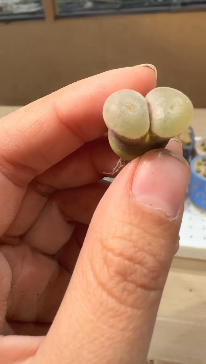 24-19多肉植物肉锥