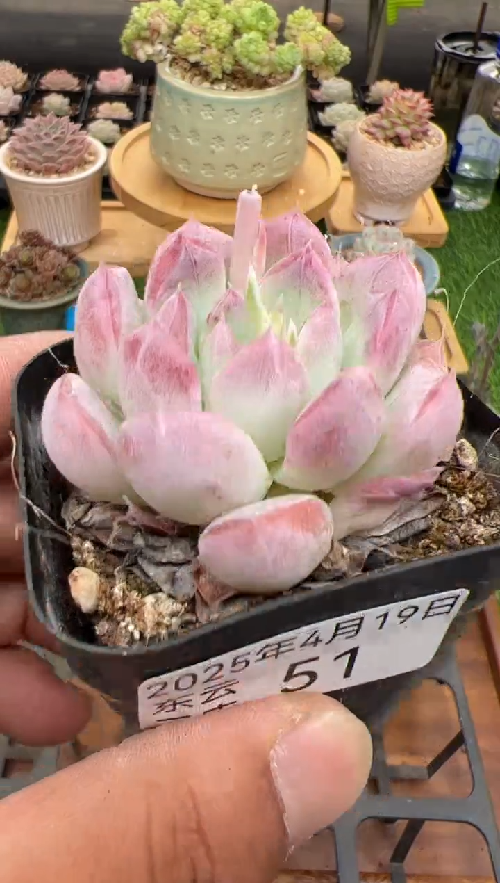 东云多肉园二店-51