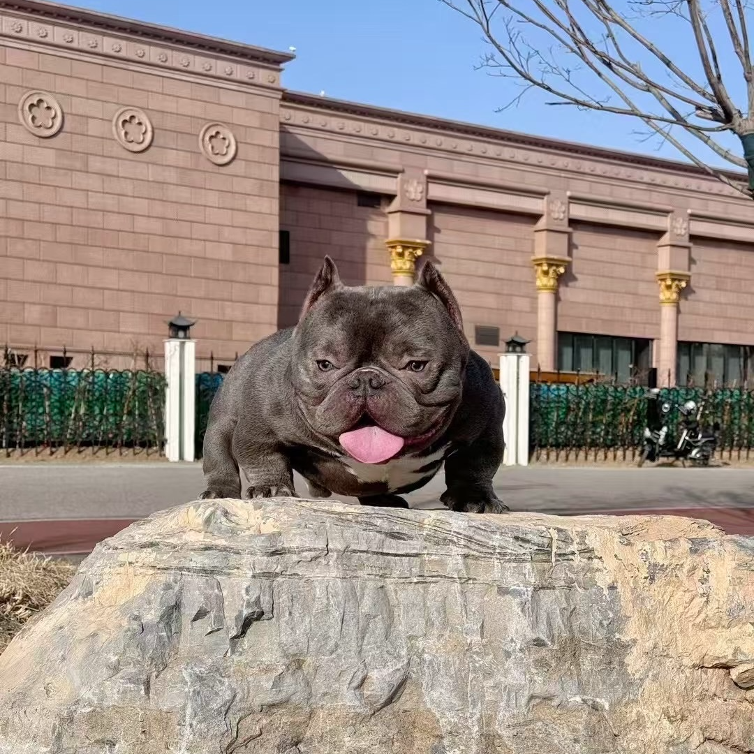 【大碗恶霸犬舍】恶霸犬宠物活体小狗狗家养宠物犬幼犬