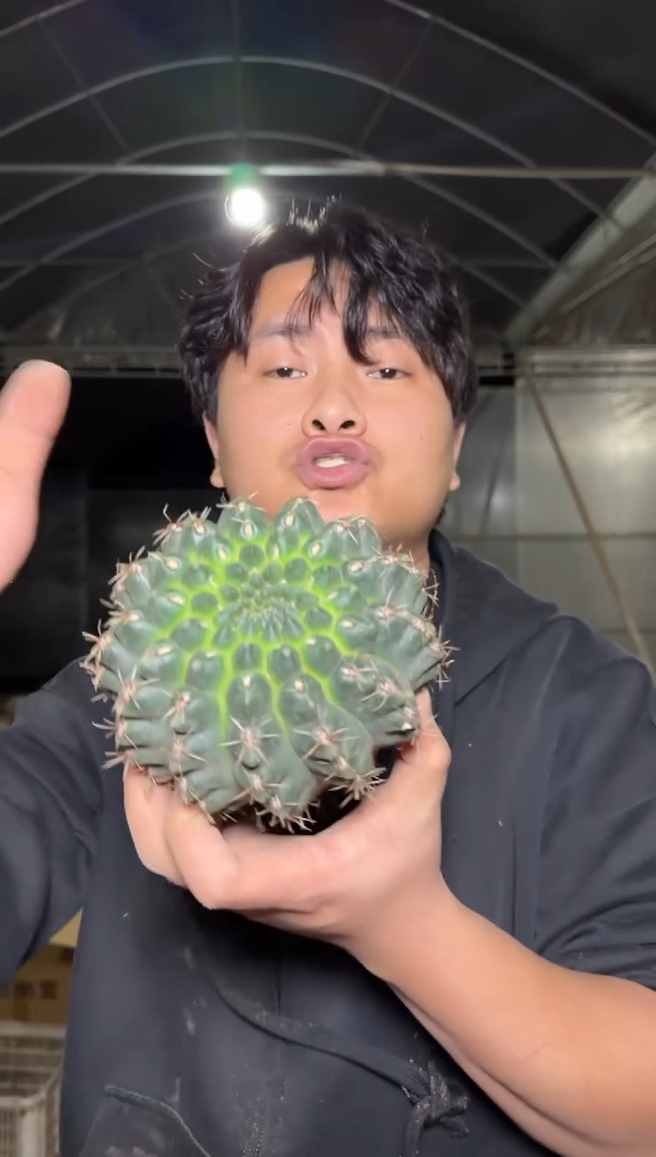 实生根 绯花玉 9-12cm