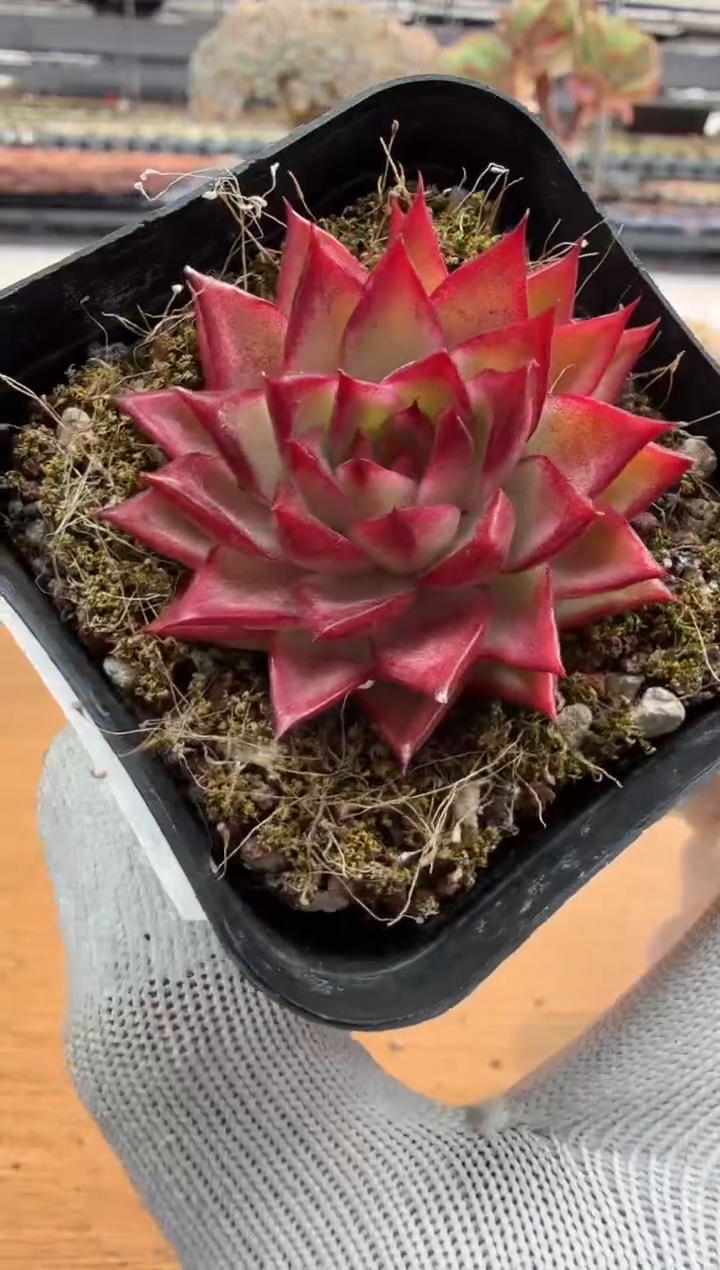 东云多肉园二店-234