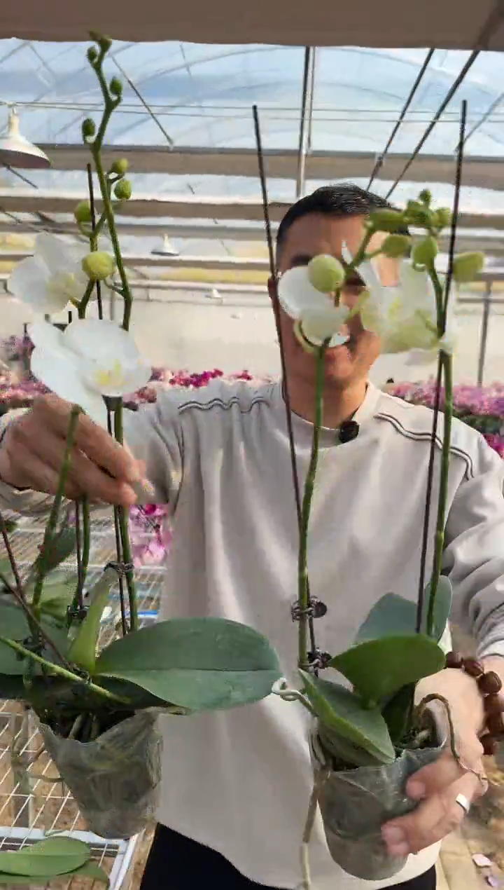 完全开放阿玛1棵