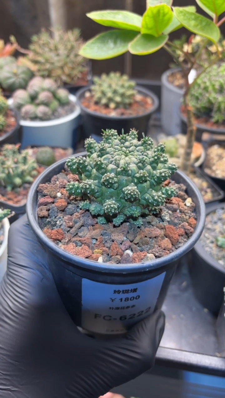 玲珑塔大戟FC-6222