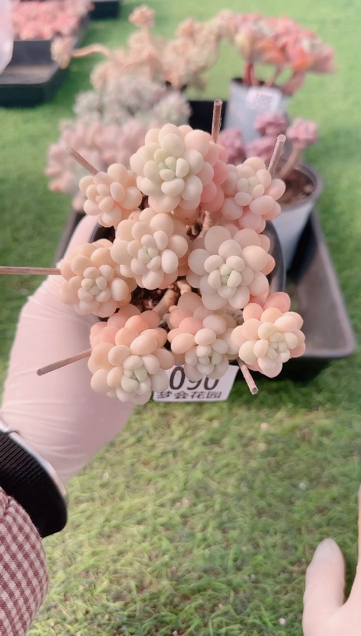 【闪购商品】梦会多肉一物一拍