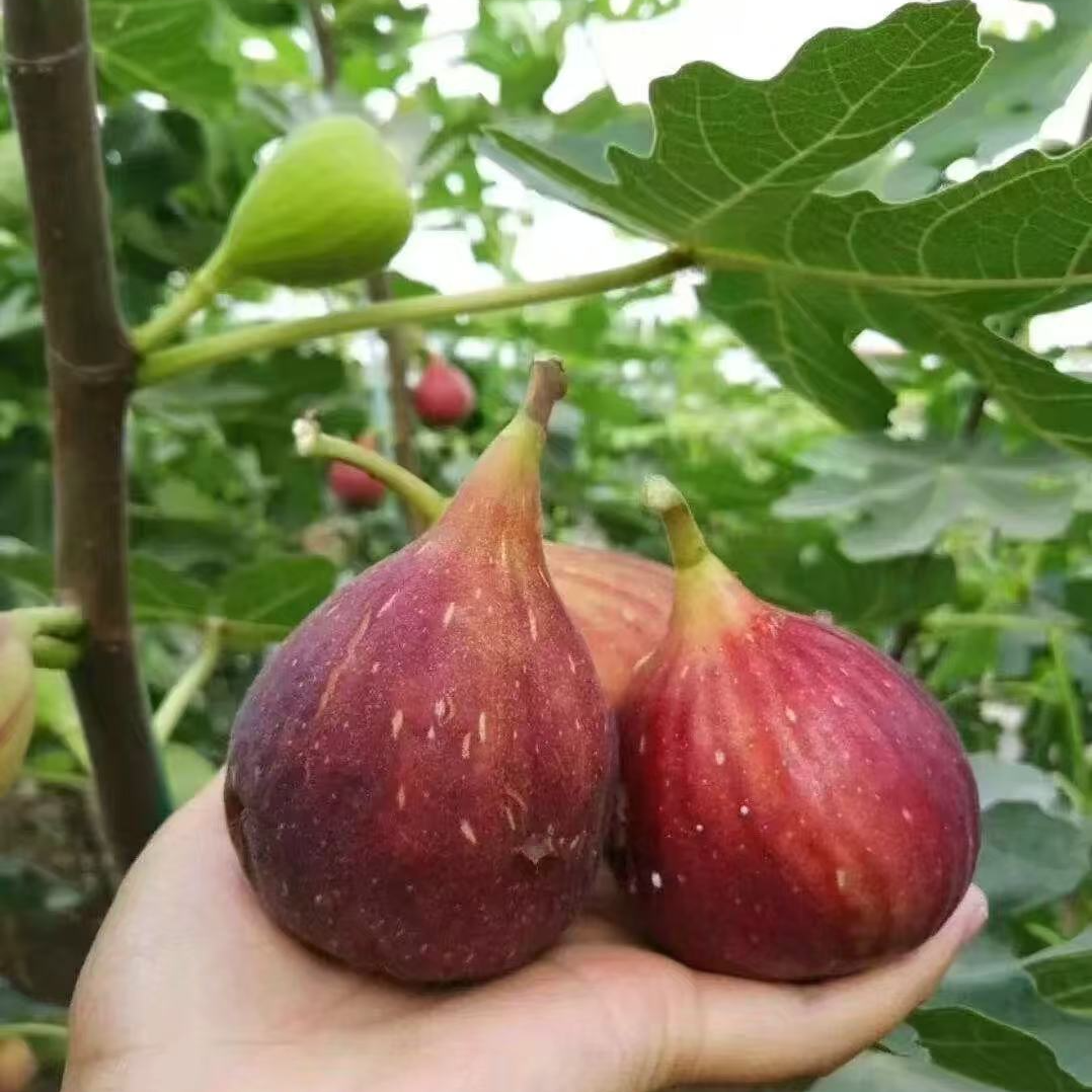 无花果树果苗盆栽地栽当年结果耐寒波姬红南方北方种植无花果树苗