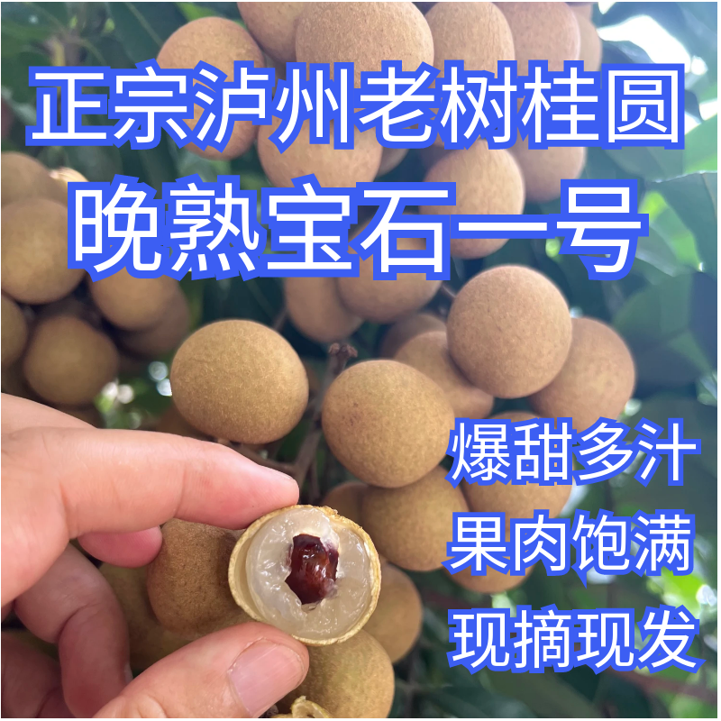 【邮政助农】正宗泸州晚熟桂圆老树宝石一号现摘现发航空包邮