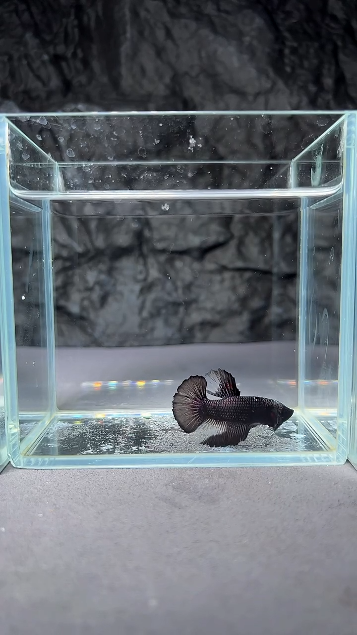 斗鱼竞拍链接A035