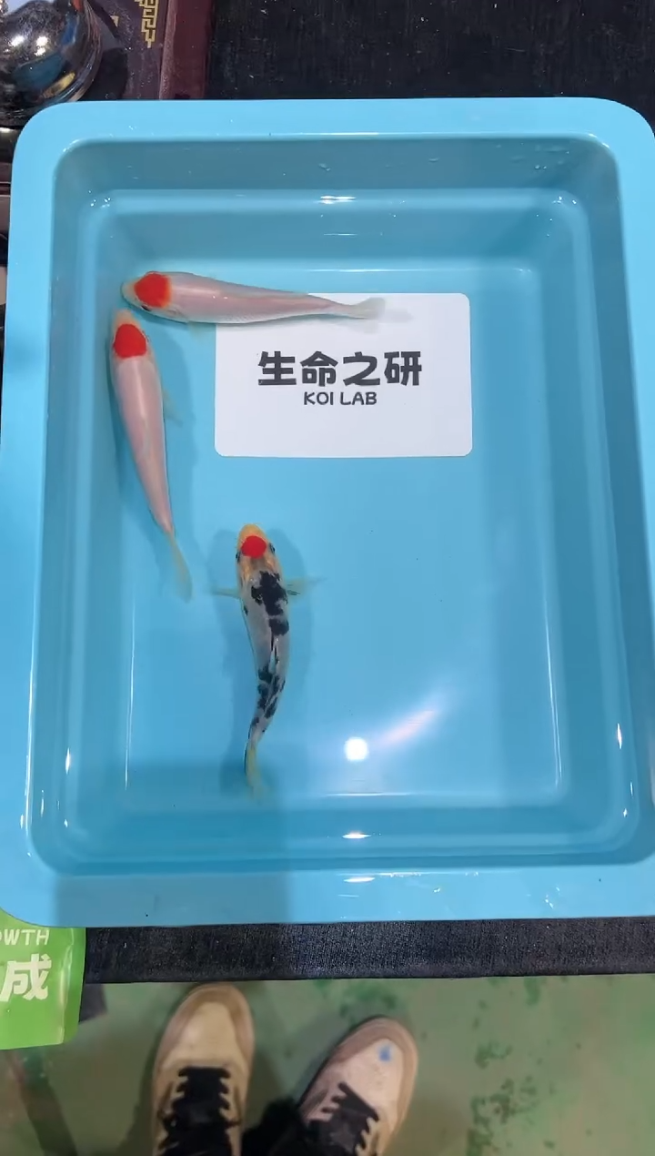 锦鲤坂井血统小牙签