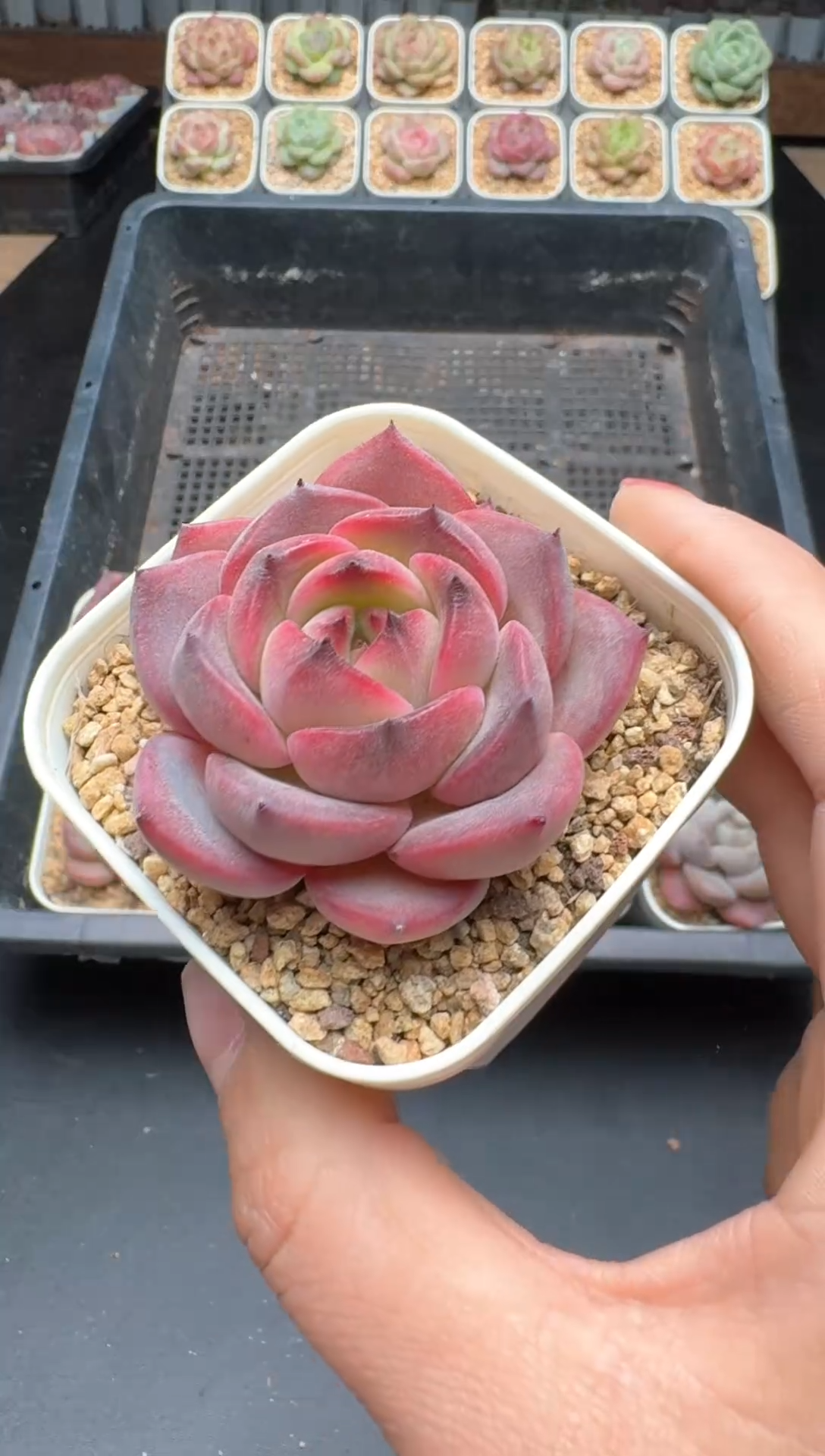 【闪购商品】539号 珍妮杂交多肉 花卉植物