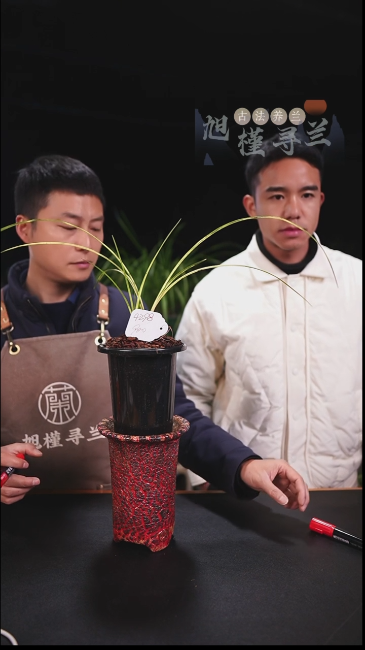 当前无花栽培后可以开花三****品蕙兰斑中透（龙头苗）内部价