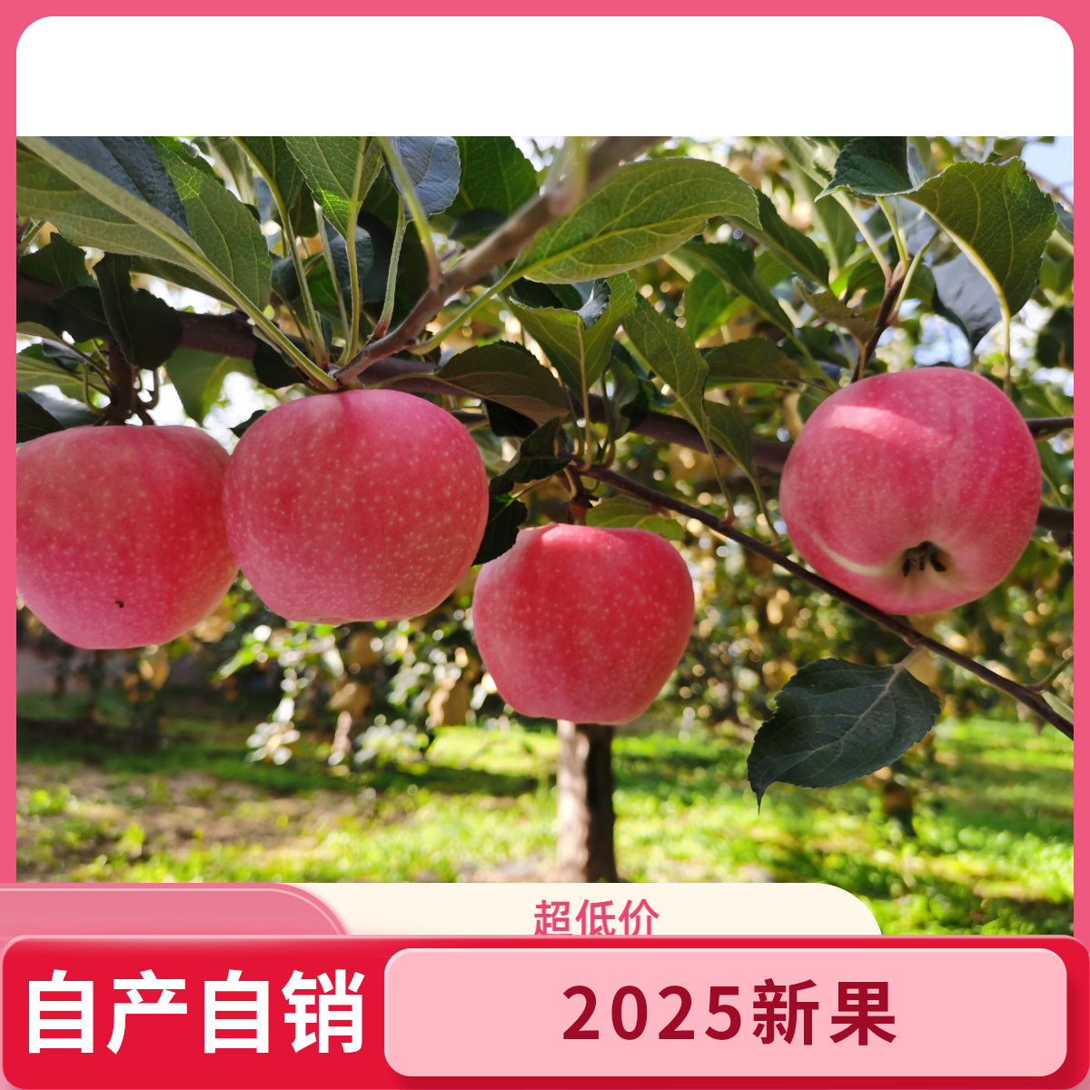 2025新果嘎啦苹果农家自产自销现采现摘脆甜可口5斤/10斤