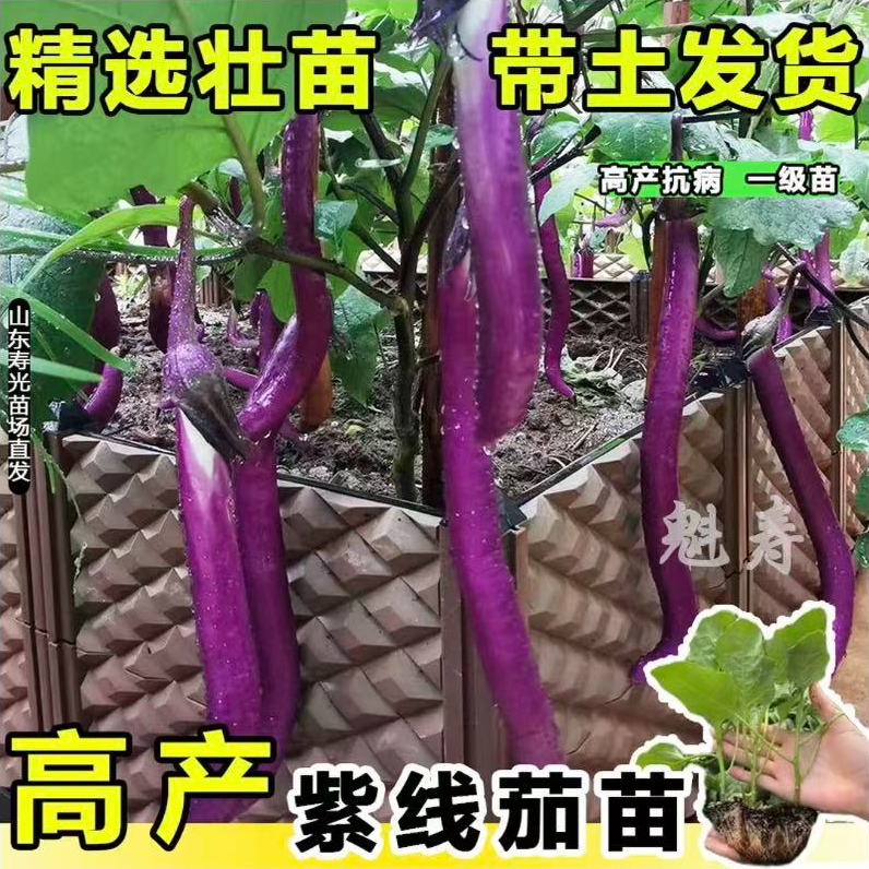 四季茄子蔬菜苗带土长茄圆茄线茄寿光基地发货