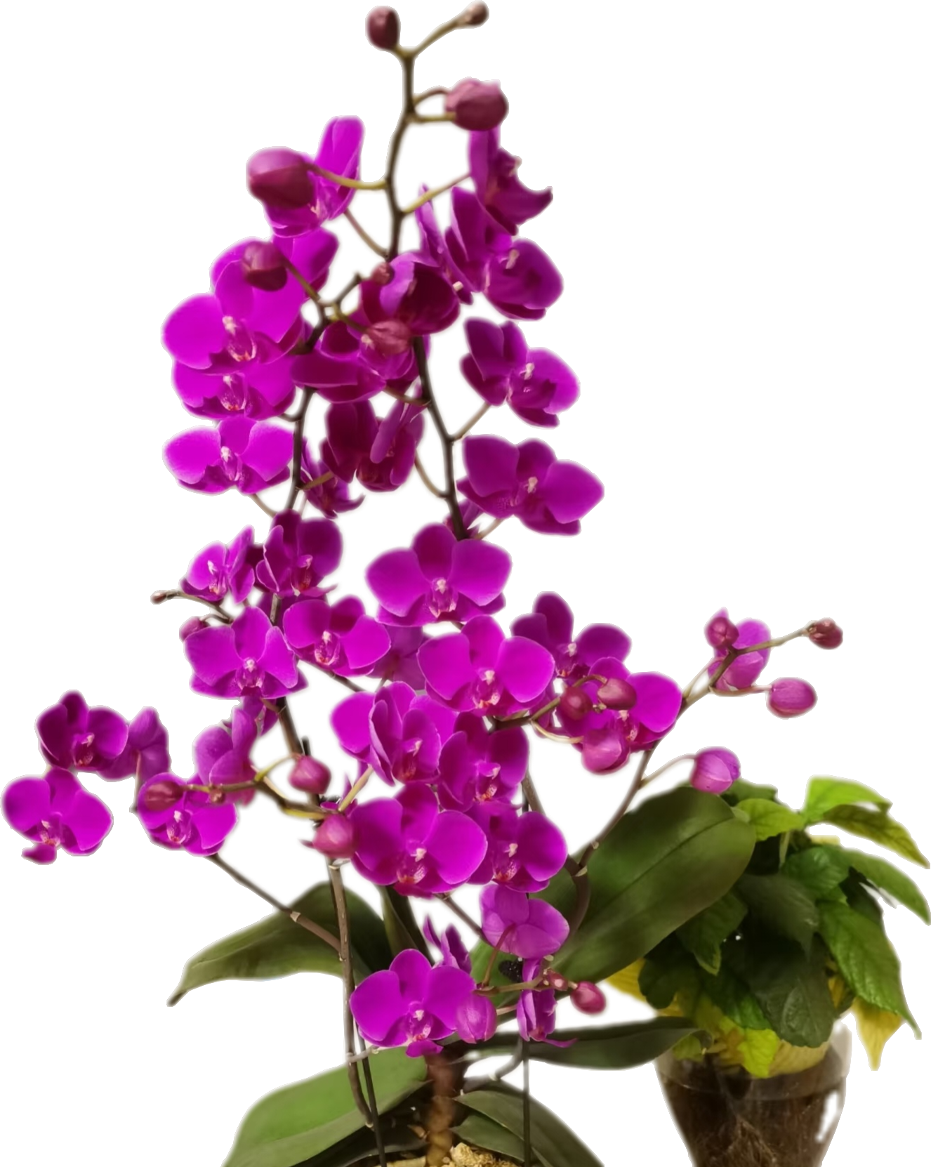 蝴蝶兰满天红3.0寸杯带3个花剑