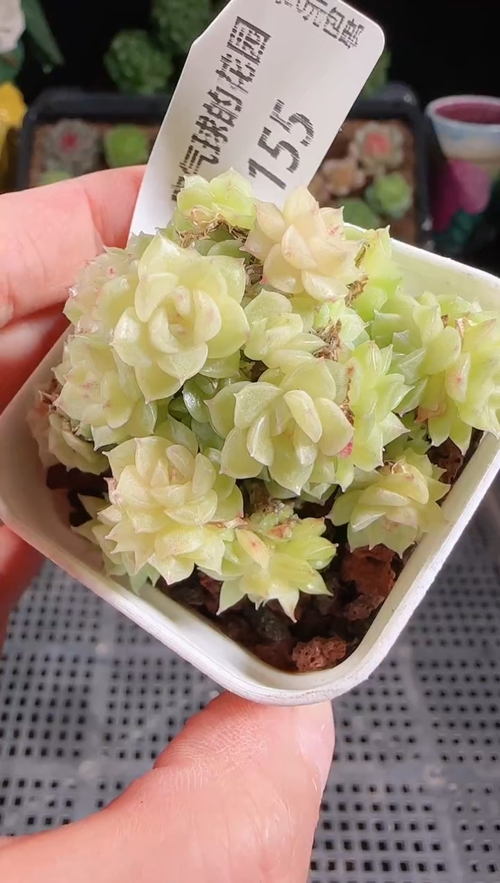 1029-155麦秆优选不包整