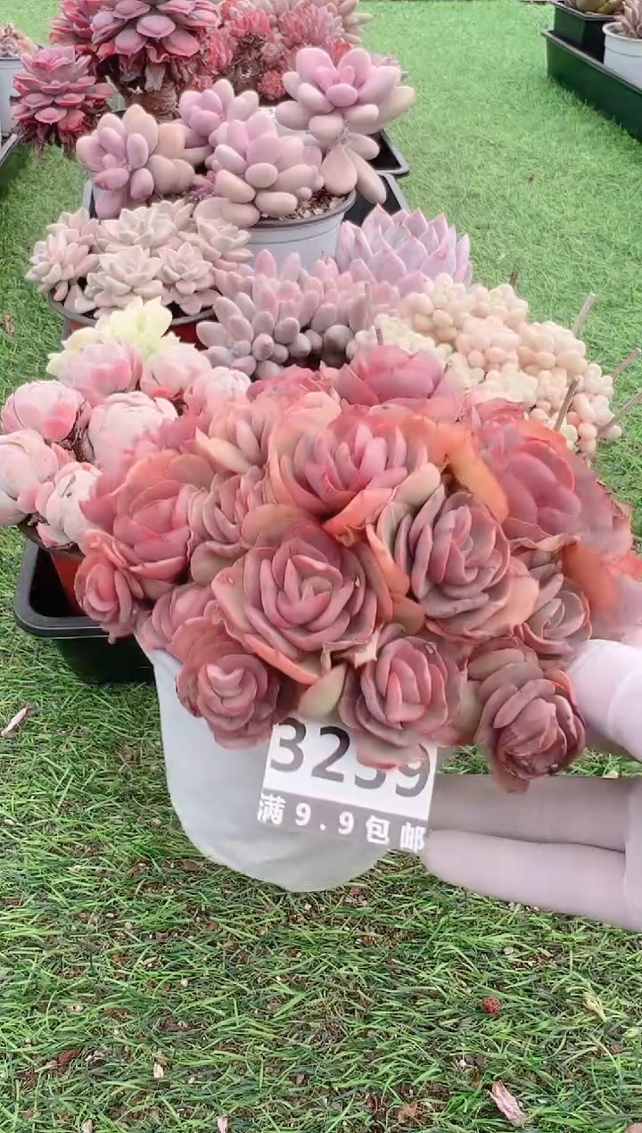 【闪购商品】信福多肉一物一拍