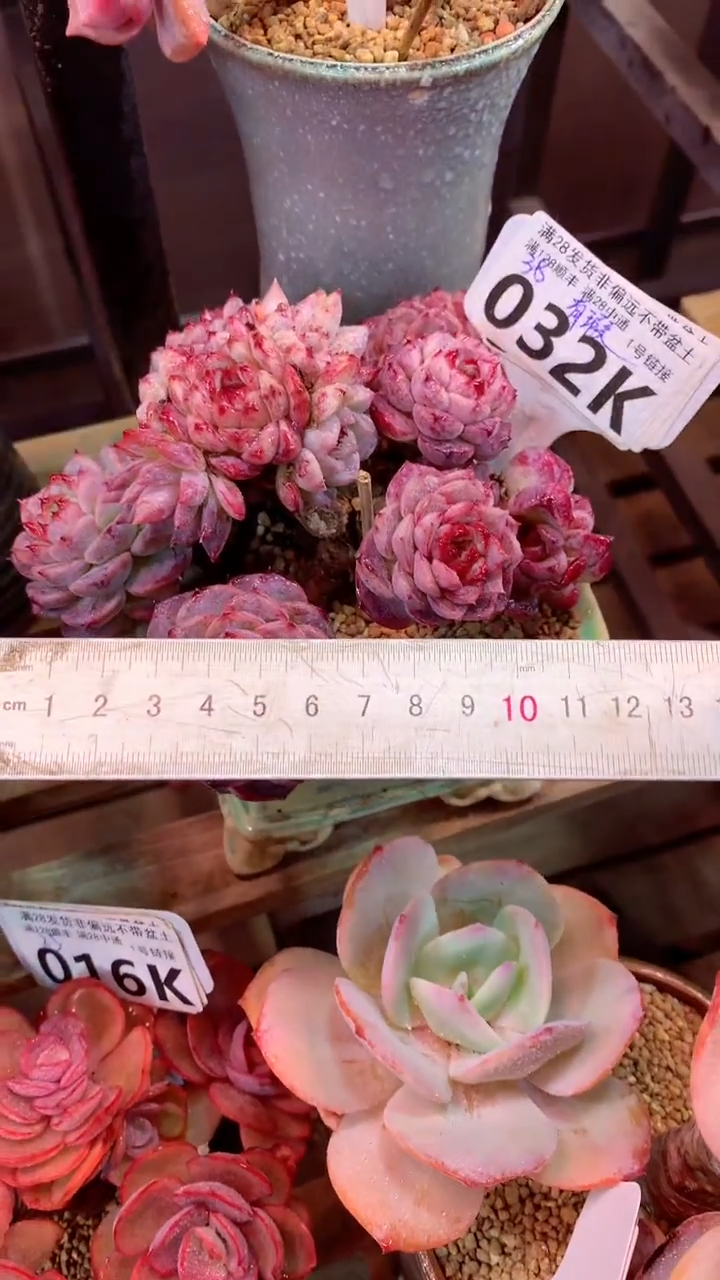 032K 有瑕 （一物一拍，精品多肉，所见即所得 ）