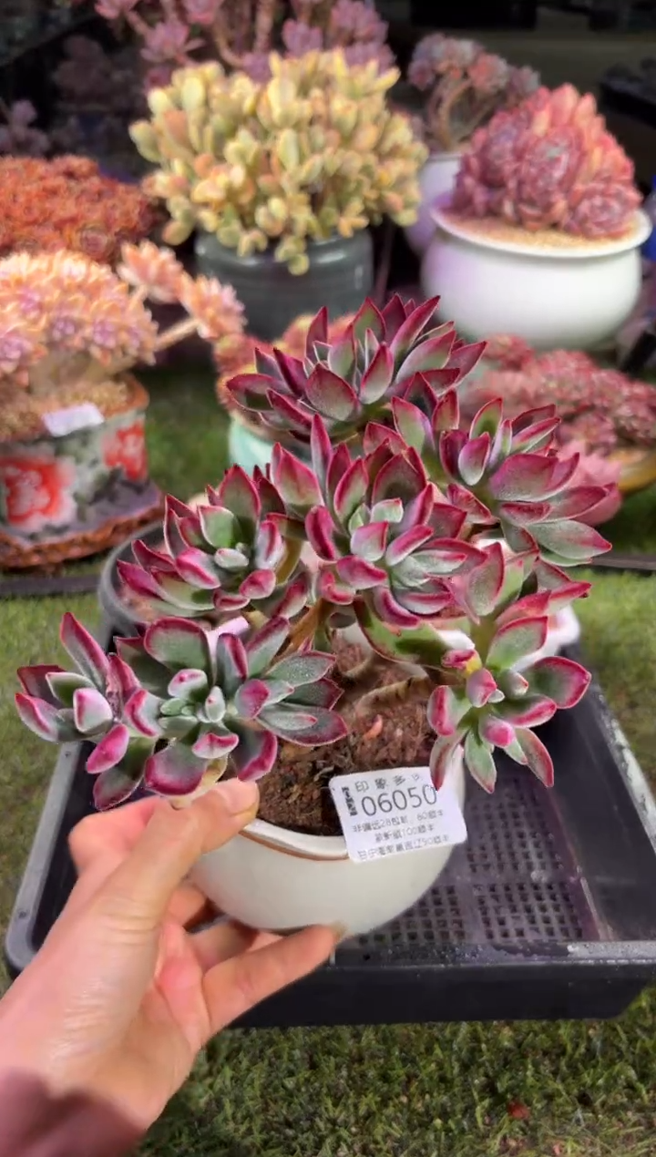 【闪购商品】06050脱土带盆