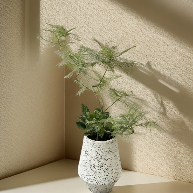 蓝花楹大型室内造景绿植盆栽适合客厅办公室庭院装饰