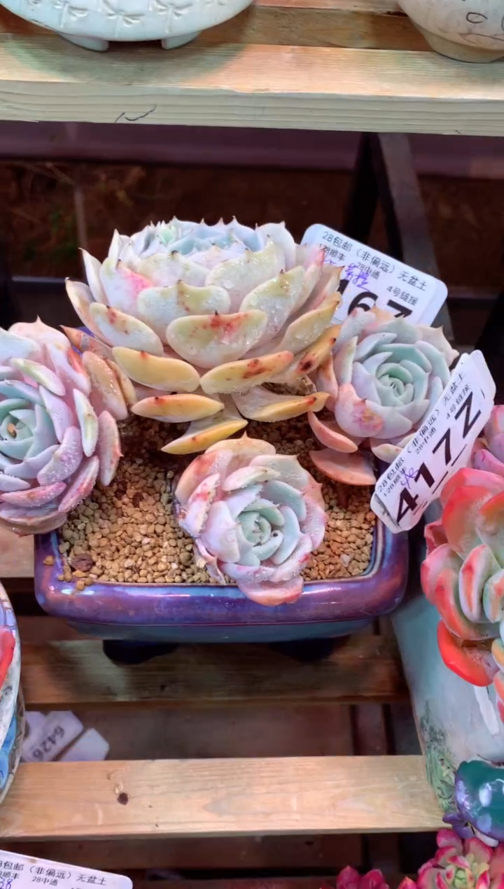 416Z（一物一拍，精品多肉，w所见即所得 ）