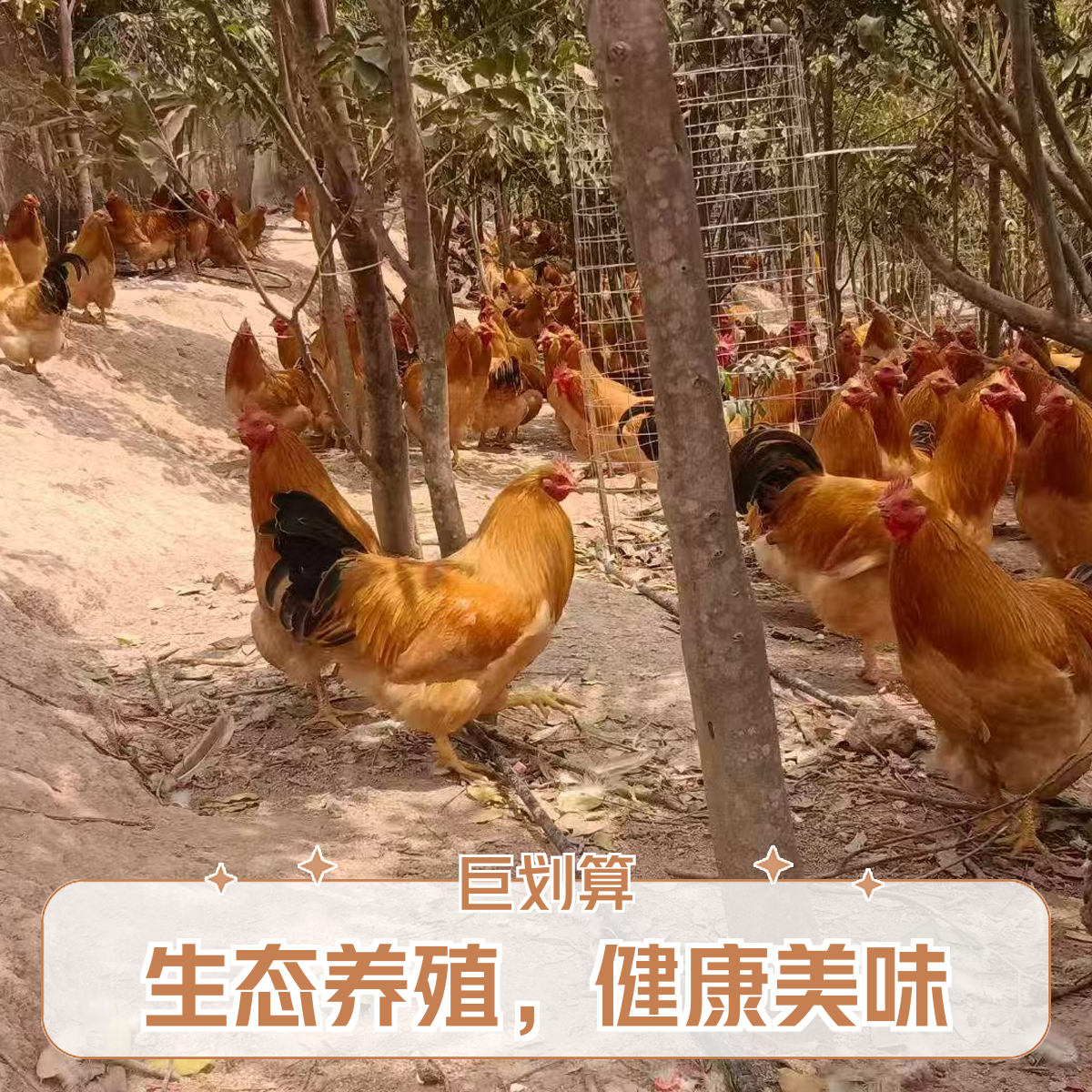 【顺丰冷链包邮】农家散养喂五谷杂粮阉鸡1年以上鸡龄 一物一拍29.8/斤【现拍现宰】