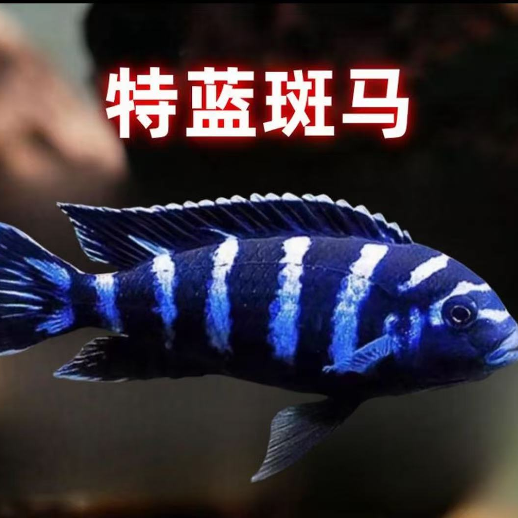 特蓝斑马三湖慈鲷热带观赏鱼