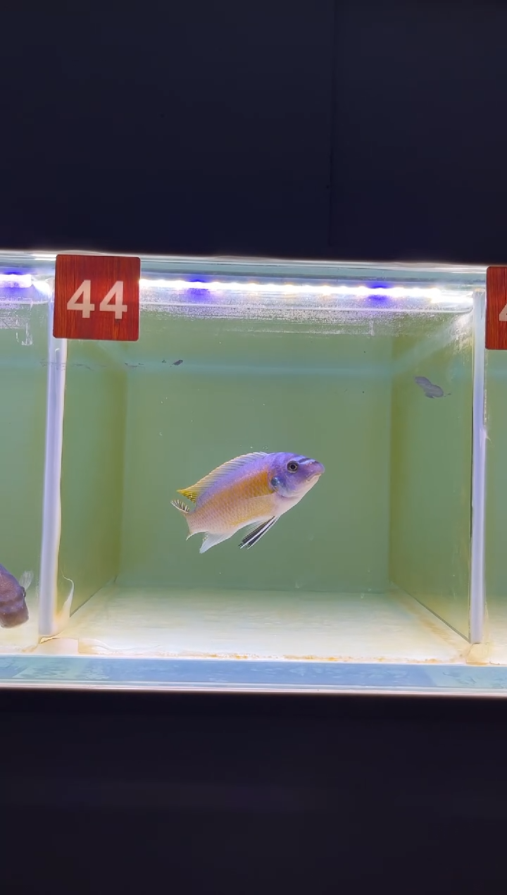 海水三湖慈鲷野生