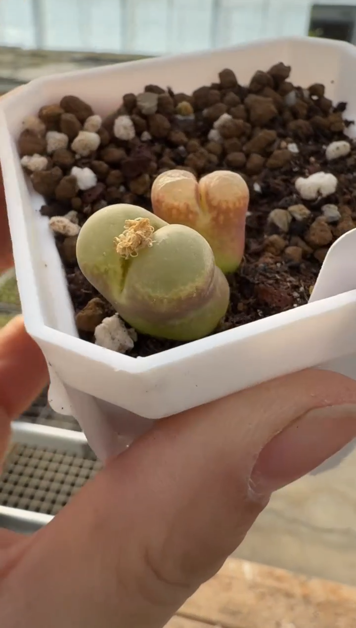 【闪购商品】7-420