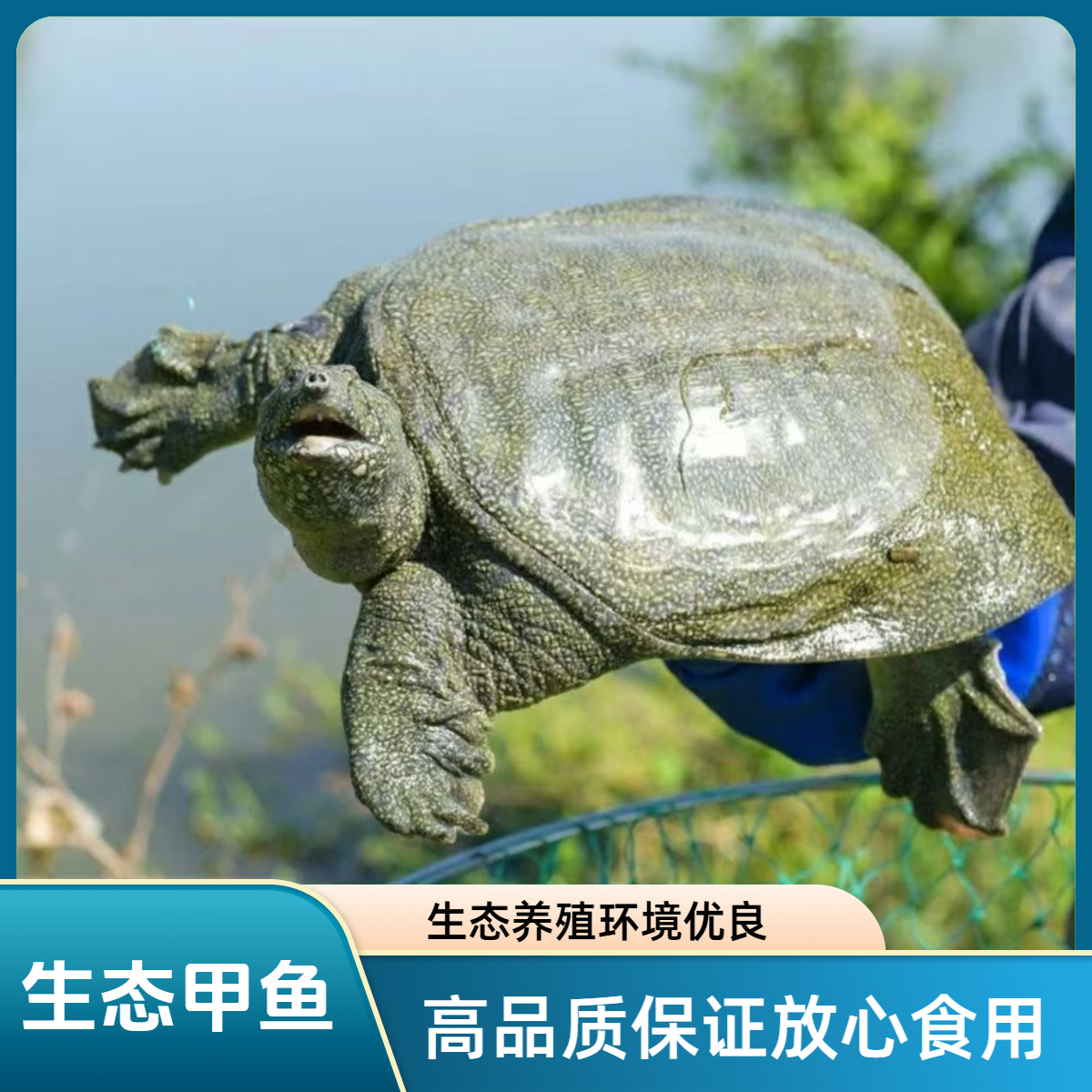 鲜活甲鱼两只不低于4斤生猛老鳖黑青花顺丰包邮到家