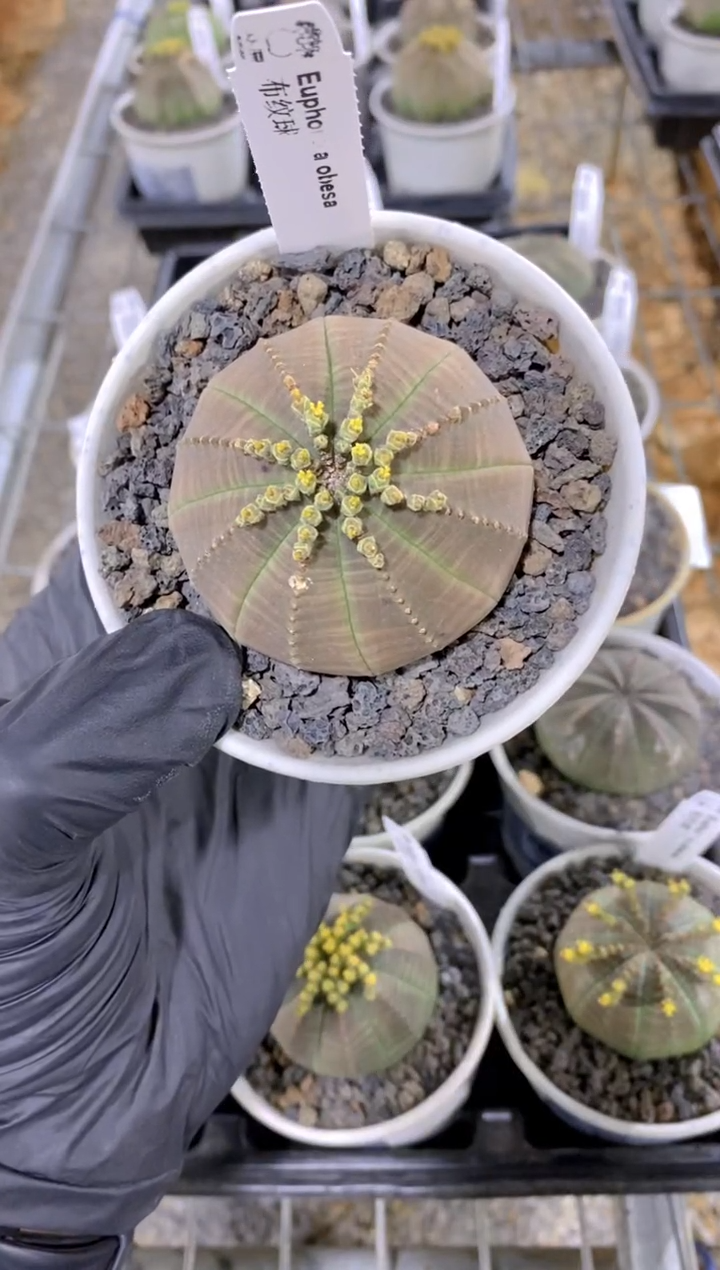 【闪购商品】布纹球FB-225