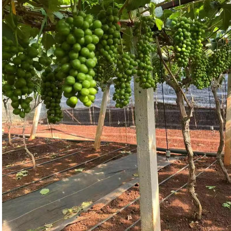 鲜雅堂【一物一拍】葡萄树苗南北方种植盆栽地栽庭院都可种植