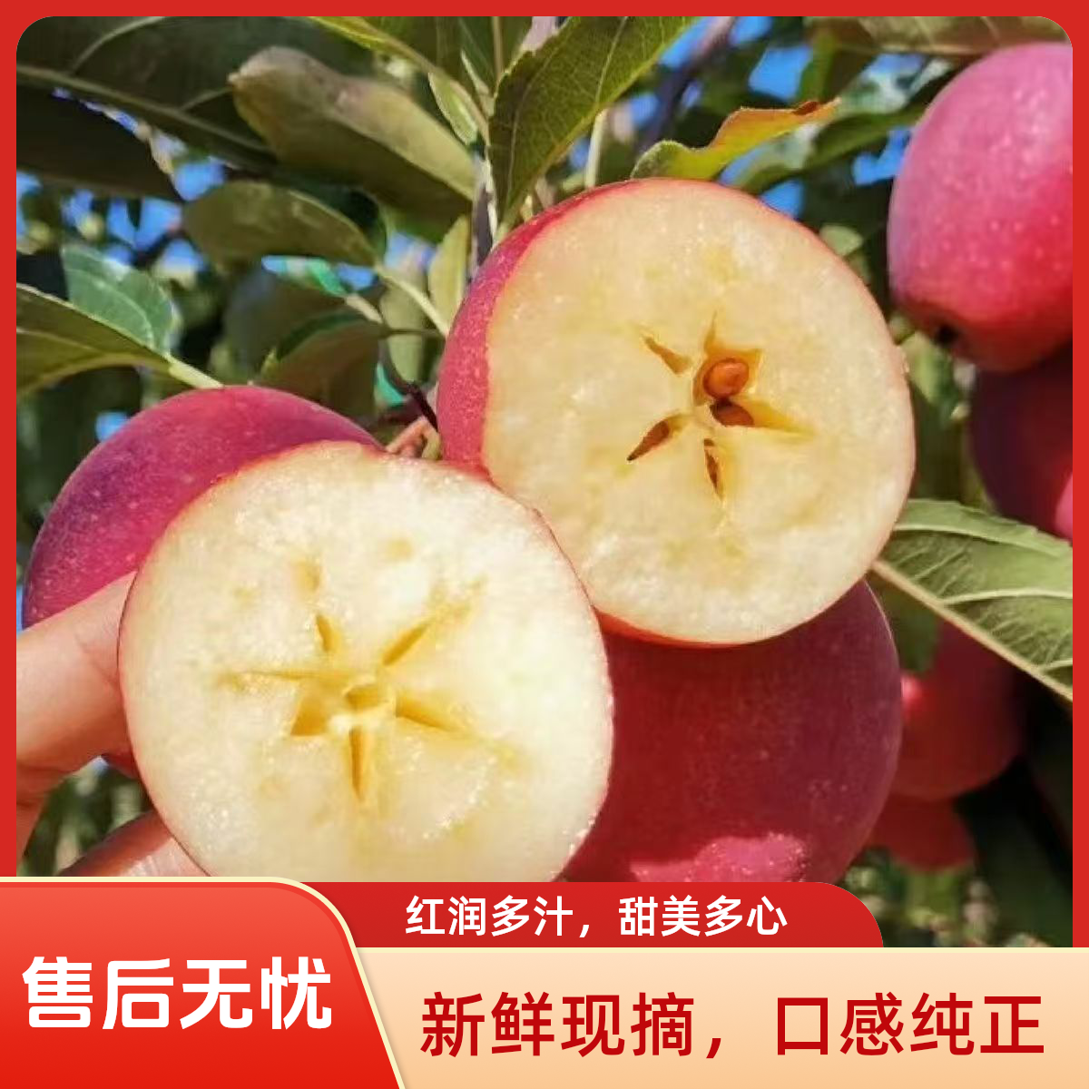 东北鸡心果（锦绣海棠）脆甜多汁新鲜采摘现摘现发