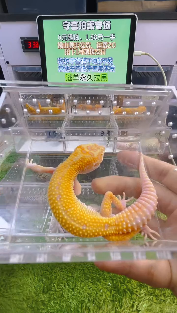 豹纹守宫豹纹肥尾苗子亚成成体