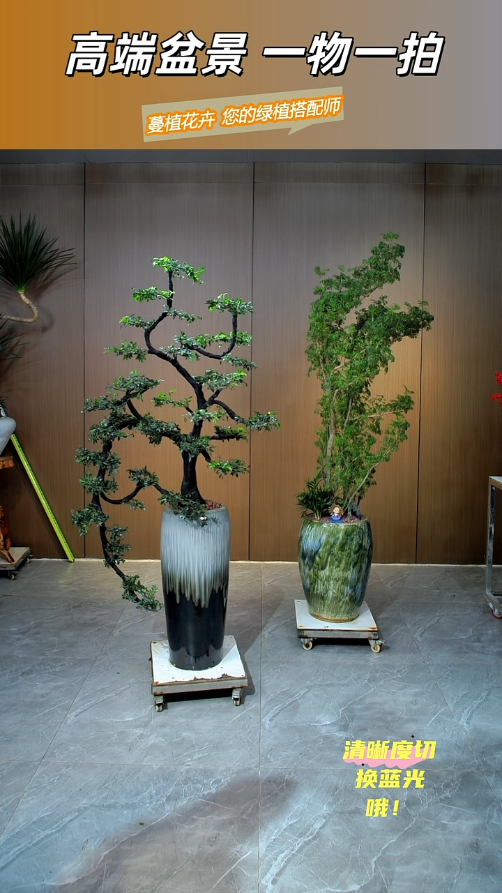 无花朵浅**眸落地款-小叶紫檀