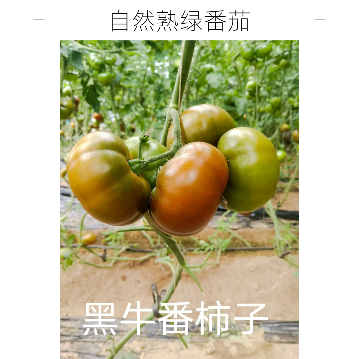 【黑牛西红柿】农家种植黑牛西红柿现摘现发1斤装