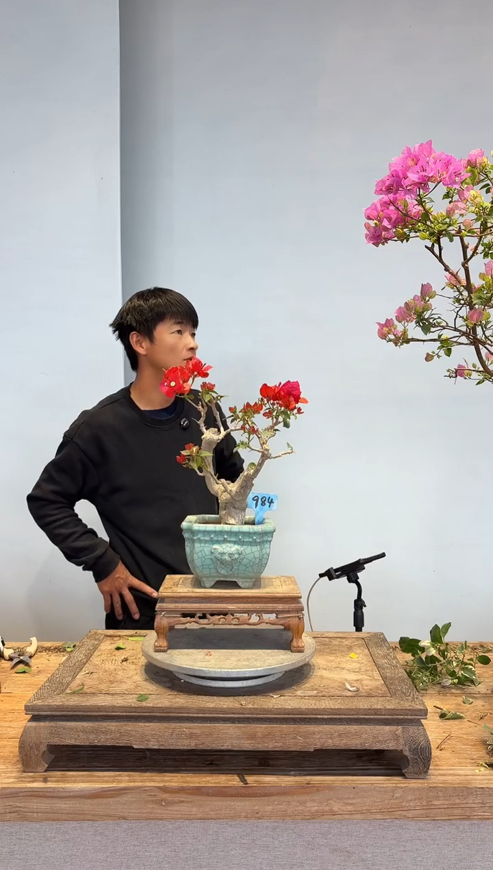 全部花朵逸*三角梅84