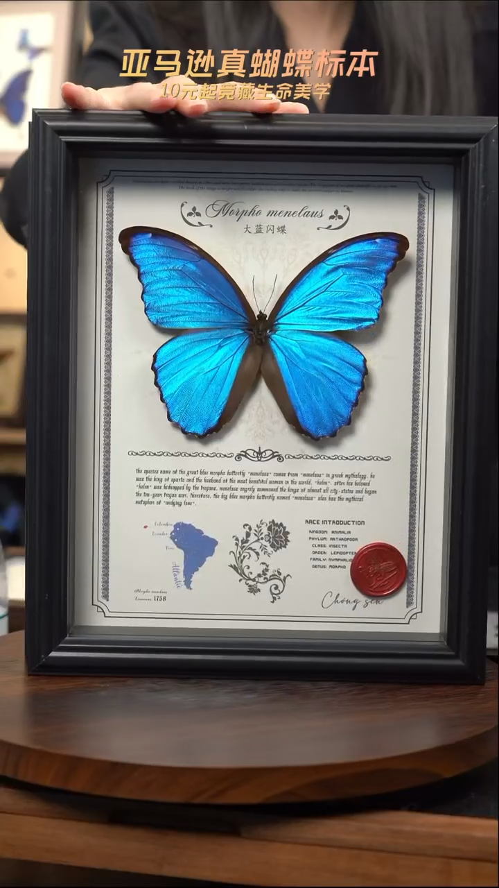 大蓝闪蝶豪华版10寸欧式框（带证书）