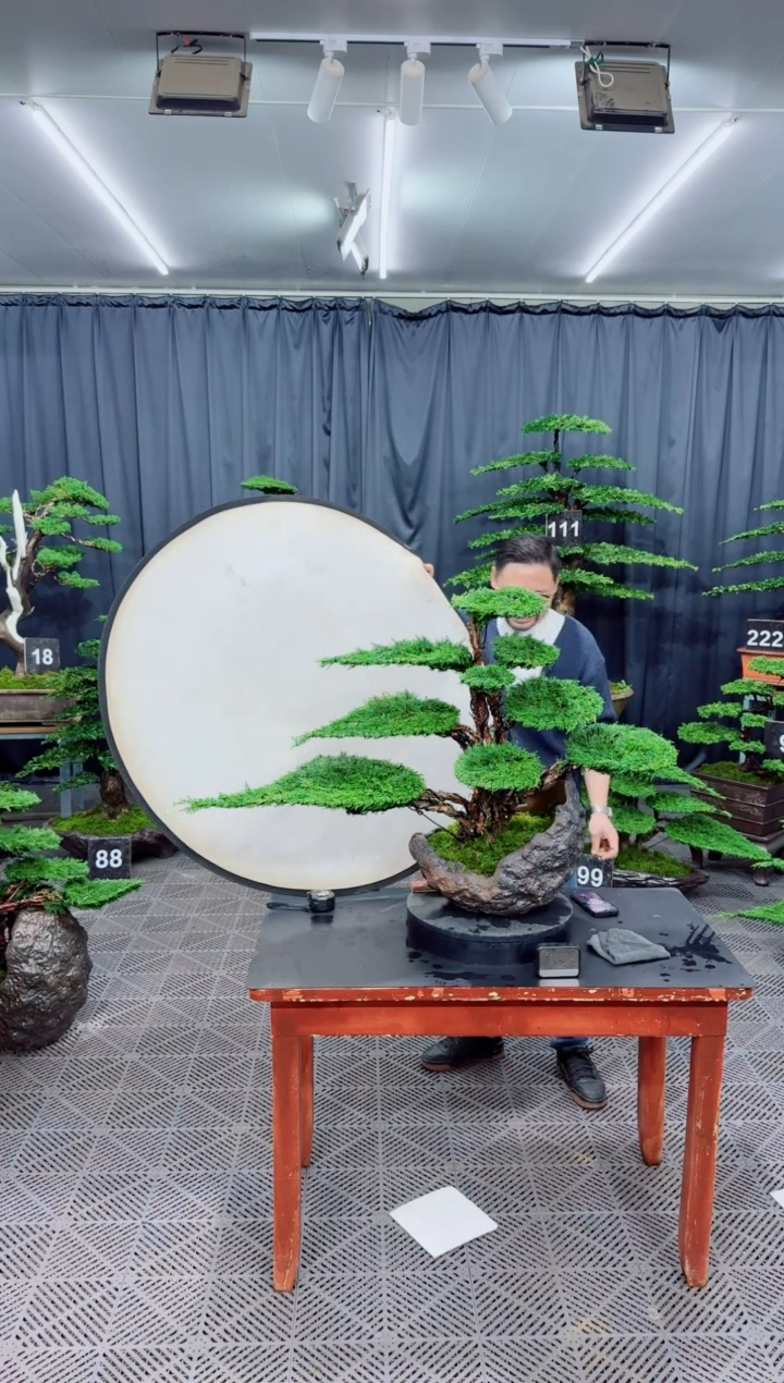 无花朵济州真柏盆景.....