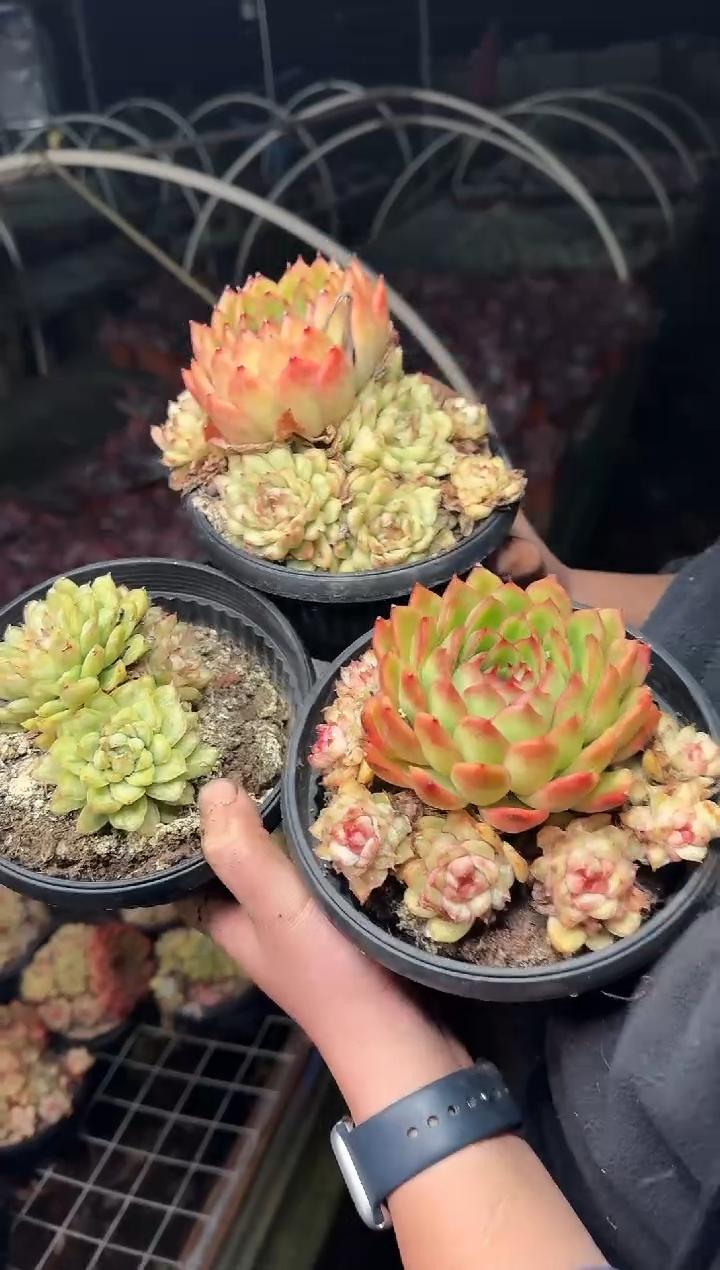 露养区架子上140盆冬云带盆土 5.99