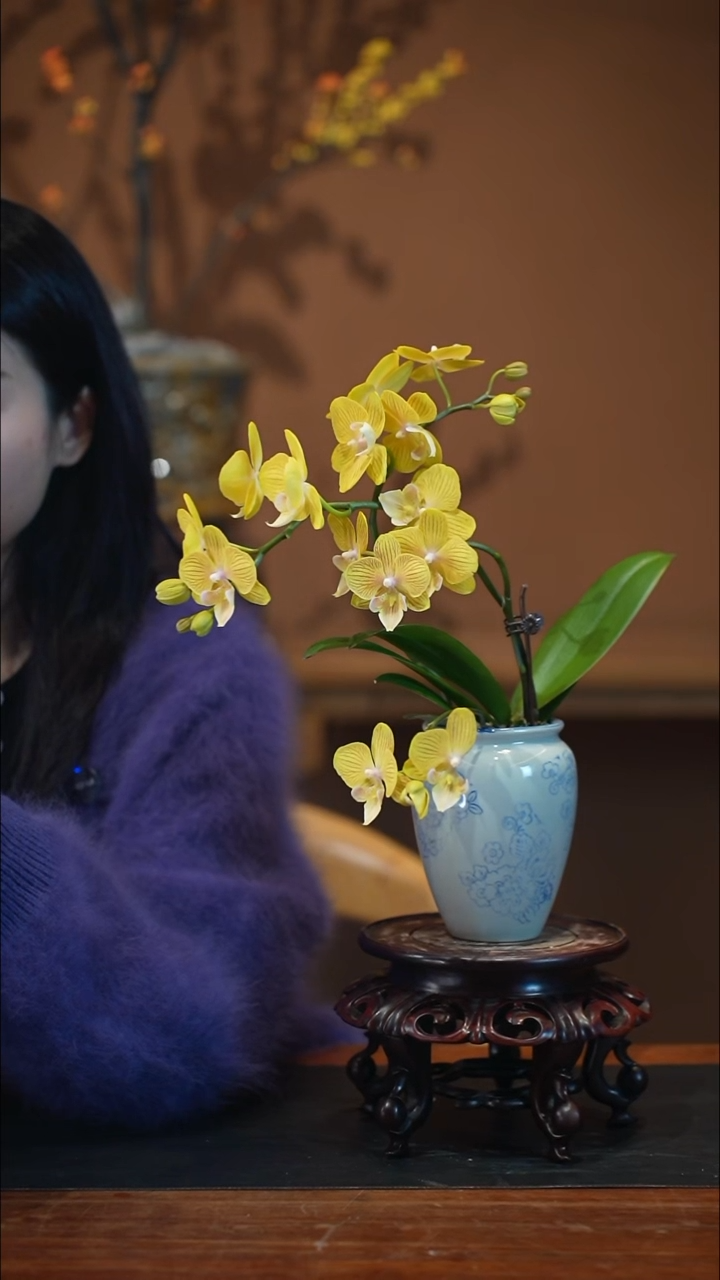 全部花朵金盏蝶盆景盆景盆景