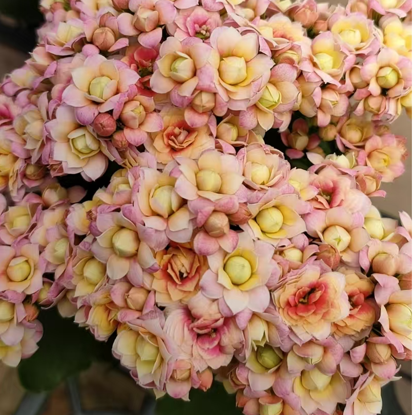 五颗重瓣长寿花小苗无花苞 50穴盘特惠链接只包开箱