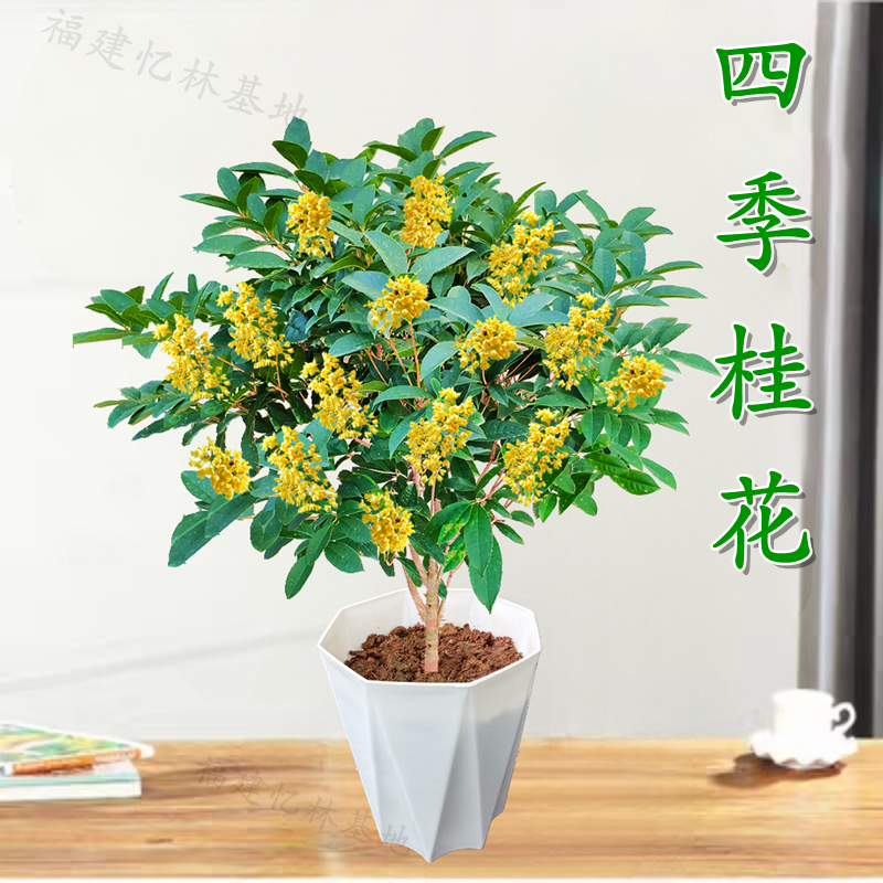正宗四季桂花盆栽月月桂花树浓香型绿植室内四季好养易活耐寒