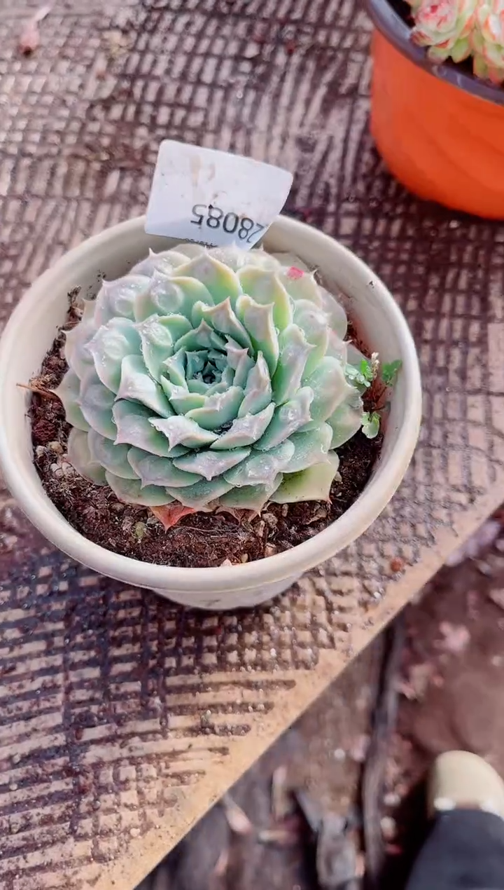 飘*跃跃精品多肉28085