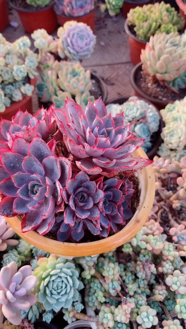 远*多肉植物一物一拍21088